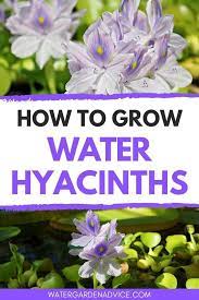 How To Grow Water Hyacinths Water Garden Plants Hyacinth Plant Floating Pond Plants