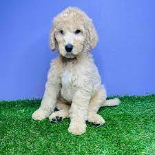 Find The Puppy Of Your Dreams At Puppyland Puppies Your Pet Happy Puppy