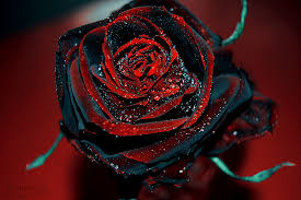 Red Blcak Rose Seeds Black Rose Flower Rose Bush Seeds
