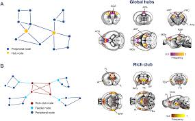 You cannot make wager matches, blind trading. Network Structure Of The Mouse Brain Connectome With Voxel Resolution Science Advances