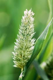 Image result for Phalaris