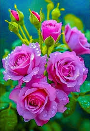 🌹BEAUTIFUL ROSE🌹