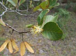 Image result for Monotes glaber