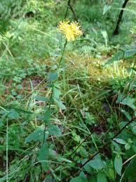 Image result for Hypericum scioanum