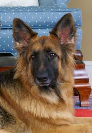 gsd sheeba beautiful face great intelligence in the eyes hunde deutscher schaferhund schaferhunde
