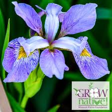 Image result for Pycnostachys parvifolia