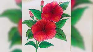 Hibiscus Drawing Hibiscus Pencil Colour Drawing How To Draw And Colour Hibiscus Youtube Hibiscus Drawing Colorful Drawings Drawings