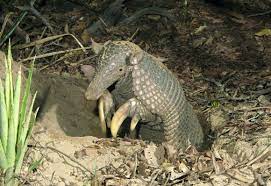 Giant Armadillo Priodontes Maximus Emerging From Den And Showing Off His Massive Digging Claws Unique To The Species Panta Armadillo Weird Animals Animals