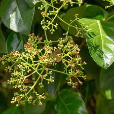 Image result for Ocotea