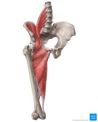 Human muscles enable movement it is important to understand what they do in order to diagnose sports injuries and prescribe rehabilitation exercises. Hip And Thigh Muscles Anatomy And Functions Kenhub