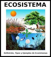 Estos organismos se adhieren a la superficie de las rocas y forman comunidades, convirtiéndose en los principales productores del (21 de diciembre de 2020). Ecosistemas Que Son Tipos Clasificacion Y Ejemplos