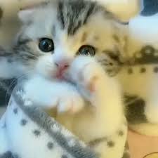 Face Of An Angel Video Cute Cats Cute Animals Cute Baby Cats