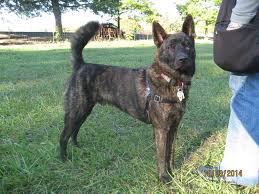 My Baby Katsu 33 Wks Breed Kai Ken Kai Ken Breeds Animals