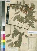 Image result for Senna singueana