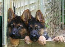 Quality upstate breeders dedicated to providing happy and healthy puppies to families throughout ny, nj, ma and vt. German Shepherd Puppies For Sale Rochester Ny Petsidi