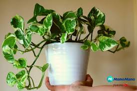 Le migliori piante d'appartamento per purificare l'aria. 5 Piante Pendenti Da Interno Per La Tua Casa Mani All Opera