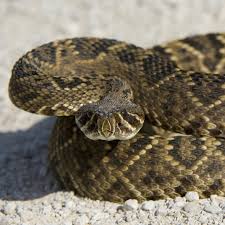 There are two dark diagonal lines on each side of its face running from the eyes to its jaws. Eastern Diamondback Rattlesnake National Geographic