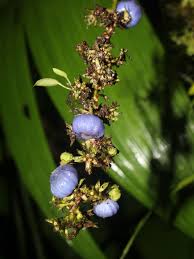 Image result for Bertiera