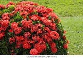 Image result for Ixora narcissodora