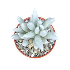 Image result for Caputia