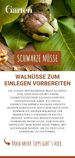 Schwarze Nusse Grune Walnusse Einlegen Vegane Lebensmittel Walnuss Nusse