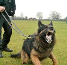 Aggressive And Reactive Behaviour In Labradors
