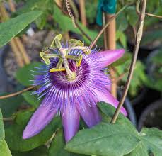 Image result for Passiflora ligularis
