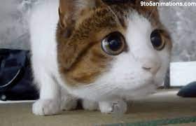 Wondering Cat Gif 9to5animations Com Hd Wallpapers Gifs Backgrounds Images Cats And Kittens Best Cat Gifs Cat Gif