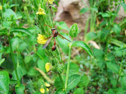 Image result for Justicia flava