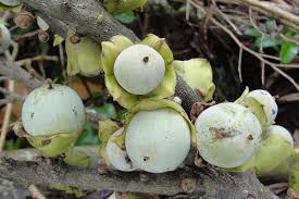 Image result for Pyrostria bibracteata