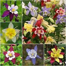 Pin On Flowers Cacti Mushrooms Moss Fungi Etal
