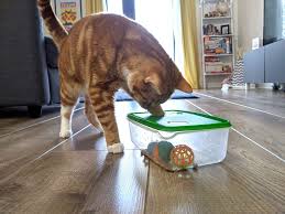 Fill the container with items your cat will totally flip over, such as catnip toys, balls, and treats. 7 Super Simple Homemade Cat Toys Ginger Cat House