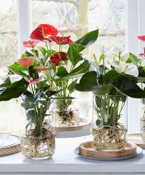 Olio su tela dipinto a mano. Anthurium Acquatico Piante Piante D Appartamento Piante Acquatiche