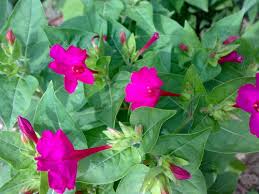 4 o clock flowers for sale. Monday Flower Four O Clock Flower By Ricardo Photoblog