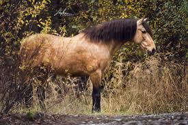Mustangs sind wild in nordamerika lebende pferde. Andalusier Hengst Steht Im Herbstlichen Wald Falbe Buckskin Pferd Bilder Foto Fotografie Fotosho Pferde Fotografie Pferde Bilder Pferdefotografie