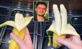 Unlike other fruits, it is difficult to extract juice the banana plant has long been a source of fiber for high quality textiles. Now That S A Banana Split Student Unpeels Tesco Purchase To Find Double Barrelled Fruit Inside Daily Mail Online