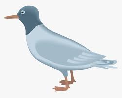 Berikut adalah kumpulan gambar burung dara. Gull Png Gambar Burung Camar Kartun Transparent Png Transparent Png Image Pngitem