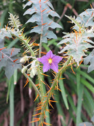 Image result for Solanum linneanum