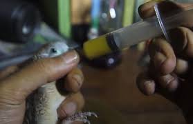 Obat jamu vitamin suplemen burung pil perkutut laras ati isi 15 butir di tokopedia ∙ promo pengguna baru ∙ cicilan 0% ∙ kurir instan. Cara Membuat Jamu Untuk Perkutut Agar Gacor Setiap Harinya