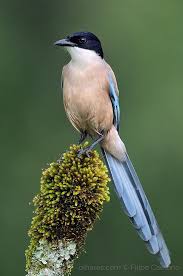 Você pode assistir grátis a pega pega em hd no spotiflix e também pode baixar todos os capítulos ou episódios que já passaram na tv. Pega Azul Ou Magpie Com Asas Azuis Cyanopica Cyanus Azure Winged Magpie Aves Exoticas Aves Hermosas Pajaros Exoticos