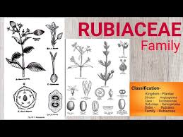 Image result for Rubiaceae