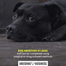 Guide To Dog Abortion Costs Methods Legality Of Pregnancy Termination