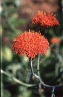 Image result for Kleinia abyssinica