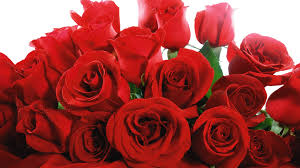 Dedicata a giovanna fiori la signora delle giostre. Quante Rose Si Regalano Ad Una Donna Donne Magazine