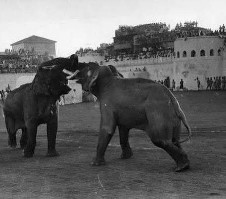 For centuries, elephant fights have been both a symbol of royal grandeur and a subject of artistic fascination. In the courts of Indian maharajas, these battles were staged for celebrations like a