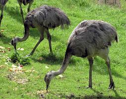Rhea (bird) - Wikipedia