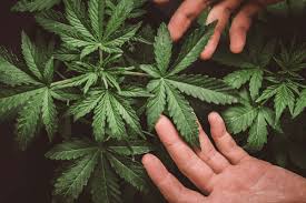 We did not find results for: Cannabis Extract May Work As A Treatment For Cannabis Addiction New Scientist