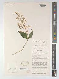 Image result for Brachystephanus holstii