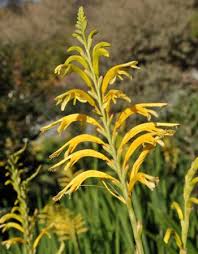 Image result for Maranthes floribunda