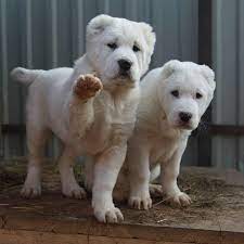 alabai yavrularina en iyi isimleri bakalim kim verecek jacobvideolarii jacobvideolarii jacobvideolarii jacobvideolarii dogs alabai dog instagram dogs
